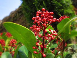 Een van de mooiste bloemen die achterin de tuin aanwezig is bij ons huis von Veluws