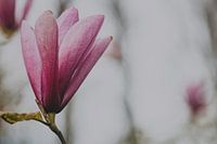 Roze Magnolia