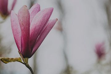 Roze Magnolia van Miranda Engwerda