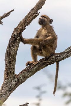 wild monkey by Dennis Eckert