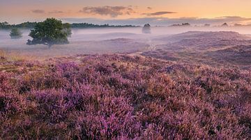 Zonsopkomst in de Gasterse Duinen, Drenthe van Henk Meijer Photography