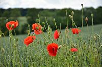 Coquelicots dans le Limbourg