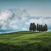 Gruppe von Bäumen und Gewitterwolken. Toskana von Stefano Orazzini