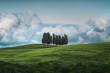 Groep bomen en stormwolken. Toscane van Stefano Orazzini