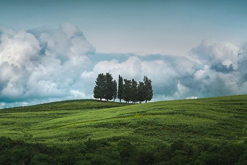 Groep bomen en stormwolken. Toscane
