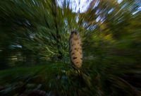 Kreativer Pilz im Kreiswald Almere