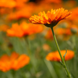 Oranje margrieten
