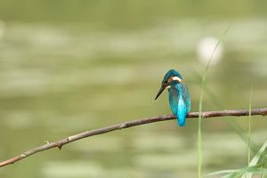 Kingfisher by Martin Bredewold