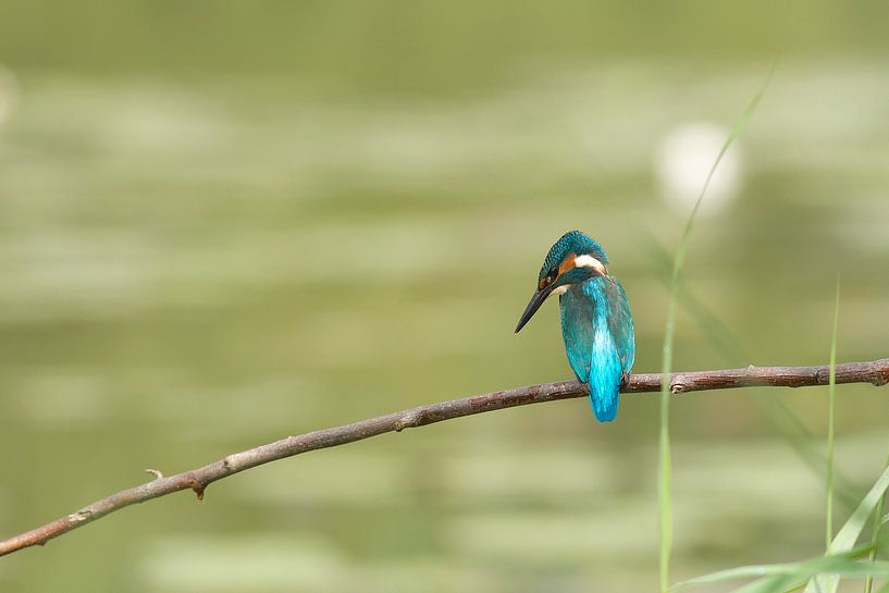 IJsvogel van Martin Bredewold