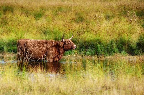 highland cow