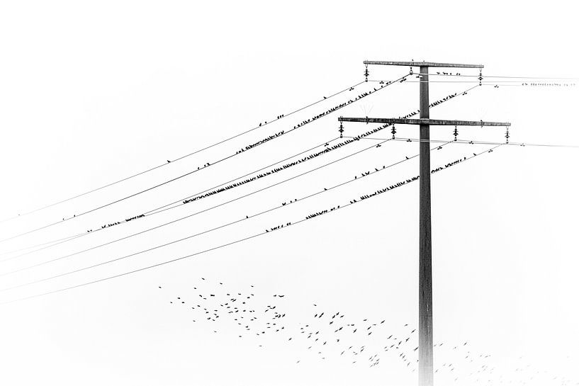 Viele Vögel versammeln sich auf einer Stromleitung von Thomas Heitz
