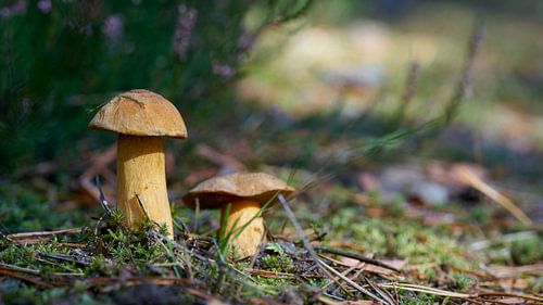 Zandboleet, Suillus variegatus op de bosbodem