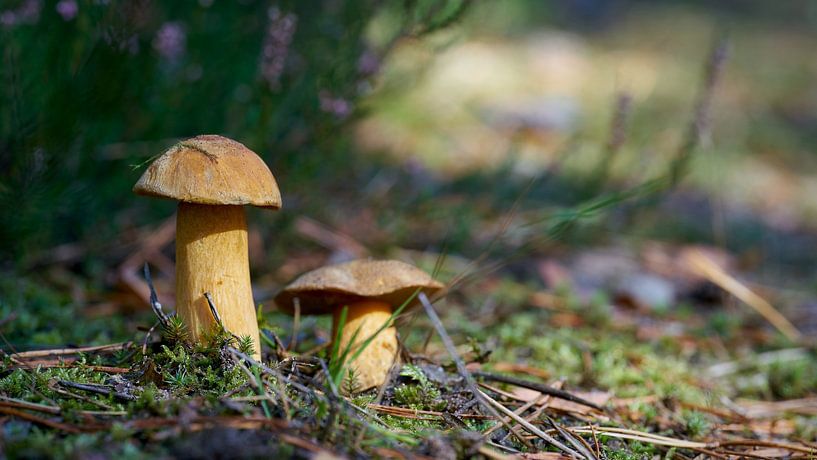 Bécasseau de sable, Suillus variegatus sur le sol de la forêt par Heiko Kueverling