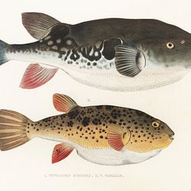 Tetraodon Rubripes, T. Pardalis, Philipp Franz Balthasar von Siebold von Fish and Wildlife