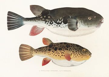 Tetraodon Rubripes, T. Pardalis, Philipp Franz Balthasar von Siebold van Fish and Wildlife