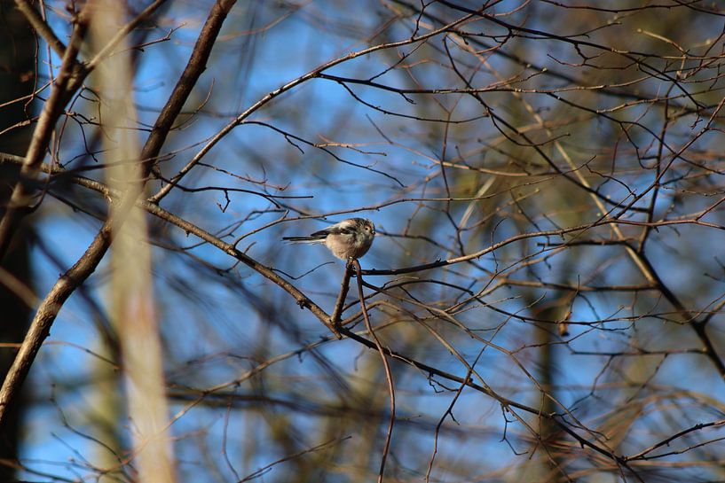 Mésange à longue queue par Paul Emons