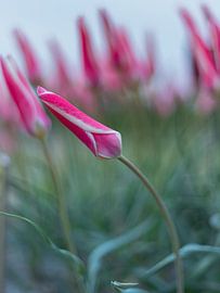 The Beauty of simplicity