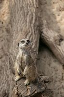 Meerkat