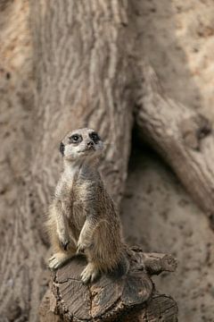 Meerkat by Jamie Elbersen