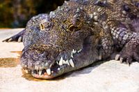 alligator / crocodile color