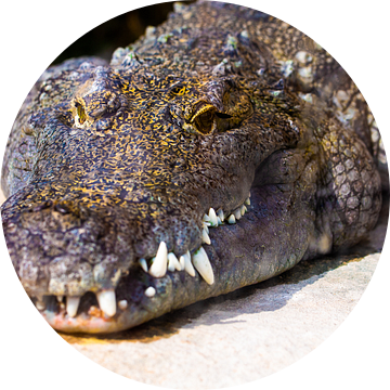 alligator /krokodil kleur van Daphne Brouwer