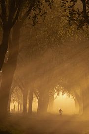 Un cycliste solitaire au petit matin - Campagne près de Noordeloos, Hollande-Méridionale, Pays-Bas sur Bas Meelker