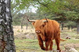 Schotse hooglander in het bos