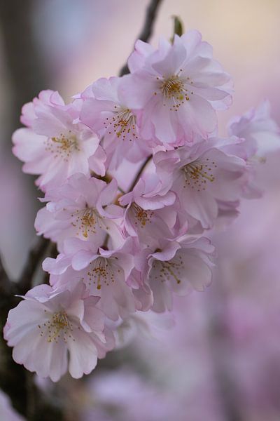 Flowers blossom by PeetMagneet