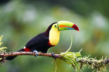 Birds of Costa Rica: Keel-billed Toucan (Zwavelborsttoekan) van Rini Kools
