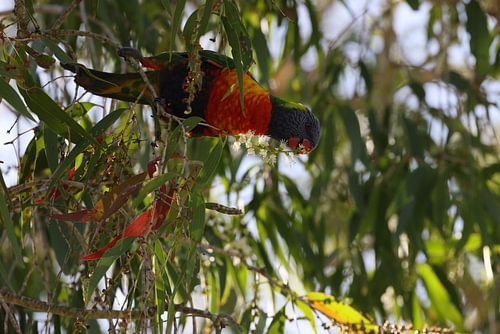 Regenbooglori (Trichoglossus moluccanus), Queensland, Australië