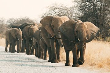 Troupeau d'éléphants dans la lumière du soir sur Stef Heijenk