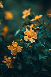 Yellow flowers in bloom by Imperial Art House