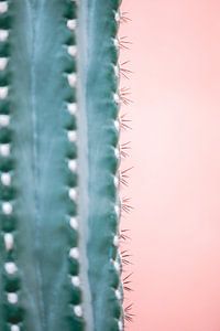 Stekels van een cactus | Hortus Botanicus van Marika Huisman fotografie