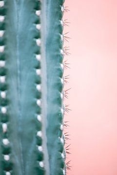 Stekels van een cactus | Hortus Botanicus van Marika Huisman⎪reis- en natuurfotograaf
