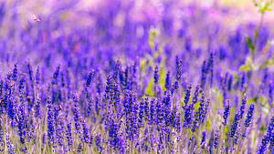 Lavendel