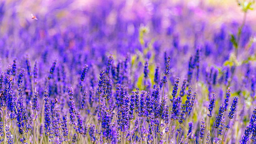Lavendel von Dieter Walther