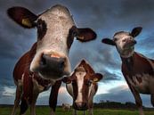 Nieuwsgierige koeien van Ruud Peters thumbnail