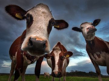 Nosy cows by Ruud Peters