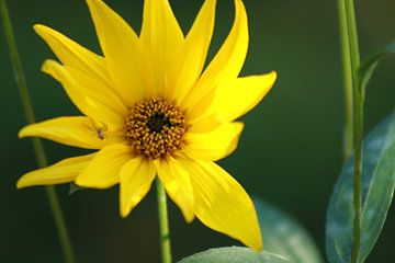 spider flower by Mieke Wilmink