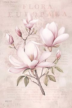 Magnolia Spring Romance Pastel Pink III by Andrea Haase