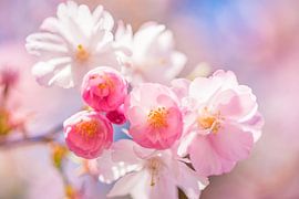 Blossom by Remco-Daniël Gielen Photography