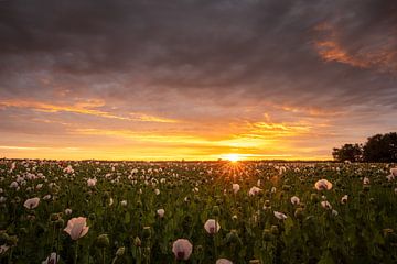 Mohnfeld unter bedrohlichem Himmel und untergehender Sonne von KB Design & Photography (Karen Brouwer)