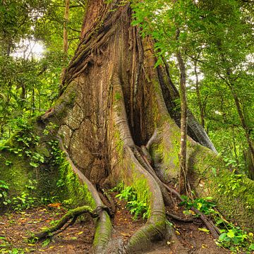 Kapokboom in het regenwoud in Costa Rica van Markus Lange