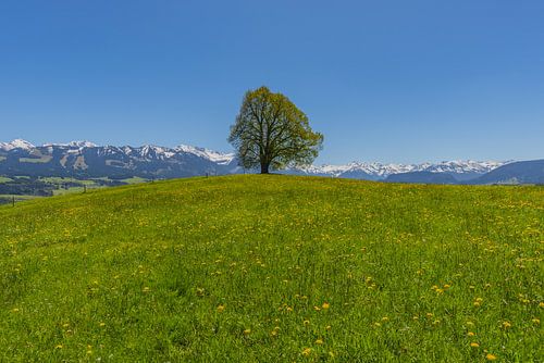 Vredeslinde (Tilia), solitaire boom, op de Wittelsbacher Höhe, 881m, Illertal, Allgäu