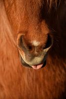 Cute nose