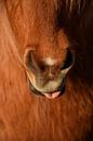 Cute nose by Elisa in Iceland thumbnail