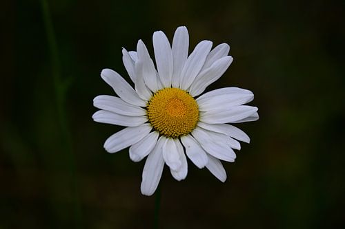 Witte Madelief in een Sfeervolle Bloemrijke Setting