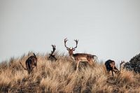Deer in the dunes