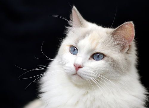 Ragdoll poes Faya of Furocats