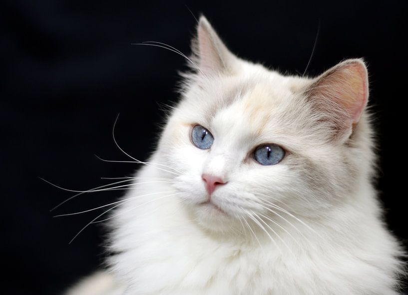 Ragdoll poes Faya of Furocats par Corry Husada-Ghesquiere
